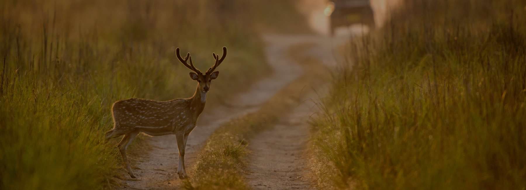 Jim Corbett Tour Packages